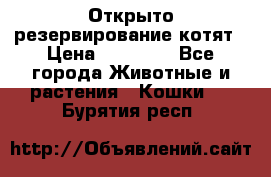 Открыто резервирование котят › Цена ­ 15 000 - Все города Животные и растения » Кошки   . Бурятия респ.